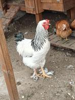 BRAHAMA HAAN, Dieren en Toebehoren, Pluimvee, Mannelijk, Kip