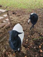 Ram te koop, Dieren en Toebehoren, Schapen, Geiten en Varkens