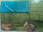 Nieuwe ren, Dieren en Toebehoren