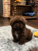 Shih Tzu pupjes, België, Overige rassen, CDV (hondenziekte), 8 tot 15 weken