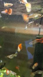 Guppy's te koop, Dieren en Toebehoren, Vis, Zoetwatervis, Schoolvis
