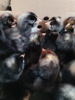 kuikens traditionele leghennen 10 rassen uitkomst 7 oktober, Dieren en Toebehoren, Vrouwelijk, Kip