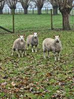 Charollais lammeren, Animaux & Accessoires, Moutons, Chèvres & Cochons