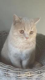 Brits korthaar kater gereserveerd tot 20/7, Dieren en Toebehoren, Katten en Kittens | Raskatten | Korthaar, Kater, Gechipt, 3 tot 5 jaar