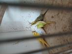 Grasparkieten verschillende kleuren, Dieren en Toebehoren, Vogels | Kanaries