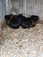 Jonge kortharige proefkonijnen, Dieren en Toebehoren, Knaagdieren, Cavia, Mannelijk, December, Tam