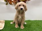 Labradoodle pups, Dieren en Toebehoren, België, 8 tot 15 weken, CDV (hondenziekte), Groot