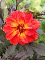 Dahlia 'Dreamy Sunset' biologisch, Volle zon, Vaste plant, Herfst, Ophalen