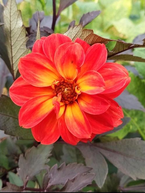 Dahlia 'Dreamy Sunset' biologisch, Tuin en Terras, Planten | Tuinplanten, Vaste plant, Overige soorten, Volle zon, Herfst, Ophalen