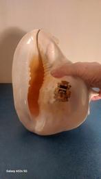 Konigshelmschelp., Ophalen of Verzenden, Schelp(en)