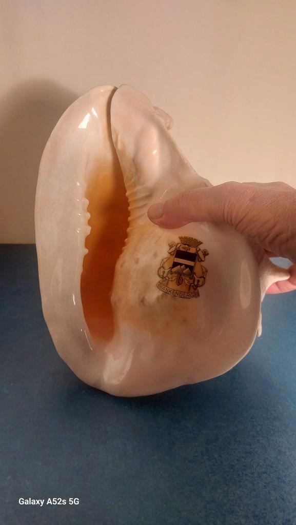 Konigshelmschelp., Verzamelen, Mineralen en Fossielen, Schelp(en), Ophalen of Verzenden