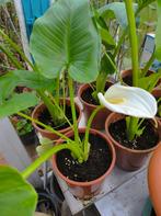 witte aronskelk, Tuin en Terras, Ophalen, Lente, Vaste plant, Halfschaduw