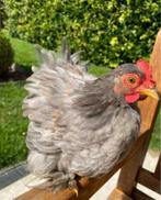 cochin kriel haan, Dieren en Toebehoren, Mannelijk, Kip