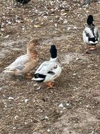Hollandse kwaker, Dieren en Toebehoren, Pluimvee, Meerdere dieren, Eend