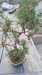 Bonsai, Tuin en Terras, Ophalen