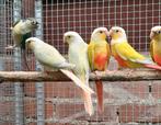Molinae mutaties pyrrhura, Dieren en Toebehoren, Vogels | Parkieten en Papegaaien
