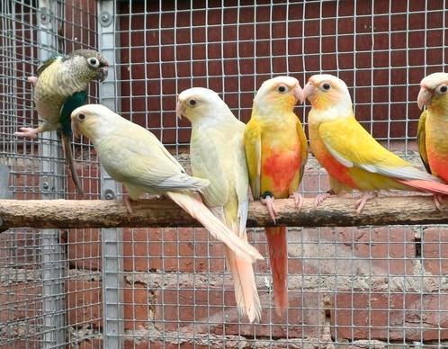 Molinae mutaties pyrrhura, Dieren en Toebehoren, Vogels | Parkieten en Papegaaien