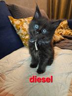 Lieve kittens zoeken gouden mandje, Dieren en Toebehoren, Poes, Gechipt, 0 tot 2 jaar