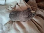 grijs cavia beertje, Dieren en Toebehoren, Knaagdieren, Cavia, Juni, Mannelijk, Tam