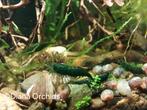 Neocaridina Green Jade Aquarium Garnalen * Oudenburg