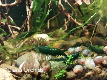 Neocaridina Green Jade Aquarium Garnalen * Oudenburg beschikbaar voor biedingen