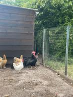 Duo zwarte leghorn, Meerdere dieren, Kip