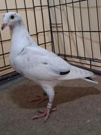 Point noir, Animaux & Accessoires, Oiseaux | Pigeons