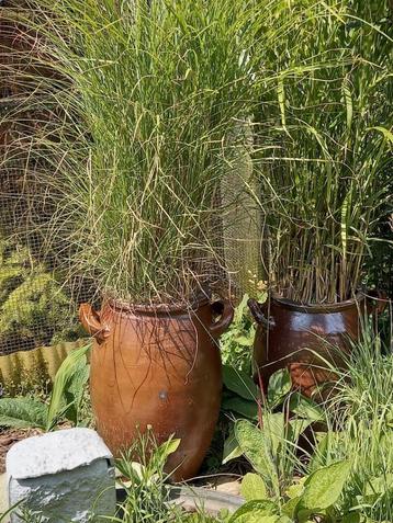 gres pot gevuld met siergras, Enlèvement