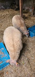 2 mooi ooien van dit jaar voor 350 samen, Dieren en Toebehoren, Schapen, Geiten en Varkens