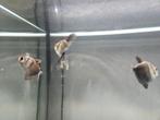Aquarium vissen GRATIS, Dieren en Toebehoren, Vogels | Overige Vogels