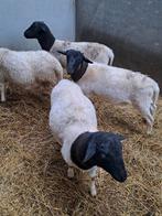 Jonge dorper rammen, Mannelijk, Schaap, 0 tot 2 jaar