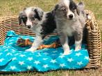 Border collie pups (reukes), Dieren en Toebehoren, Honden | Herdershonden en Veedrijvers, België, Reu, CDV (hondenziekte), 8 tot 15 weken