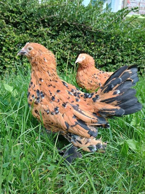 Gebaarde sabelpootkriel hennen/ hennentjes/ sabelhen, Dieren en Toebehoren, Pluimvee, Kip, Vrouwelijk