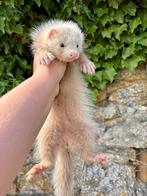 Jonge mannelijke Angora-fret, Dieren en Toebehoren, Fret, Mannelijk, Mei, Tam