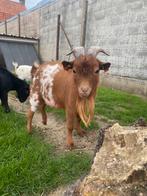Dwerggeit bok te huur, Dieren en Toebehoren