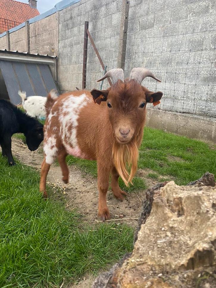 Dwerggeit bok te huur, Dieren en Toebehoren, Schapen, Geiten en Varkens