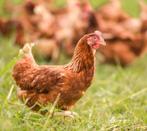 Legkippen, Dieren en Toebehoren, Pluimvee