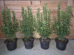 Euonymus japonicus 'Green Spire' groenblijvende haagplant, Ophalen of Verzenden, Overige soorten, Haag, Minder dan 100 cm