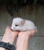 Jonge chinchilla's, kleurtjes, heel tam., Dieren en Toebehoren, Knaagdieren, September, Chinchilla, Tam