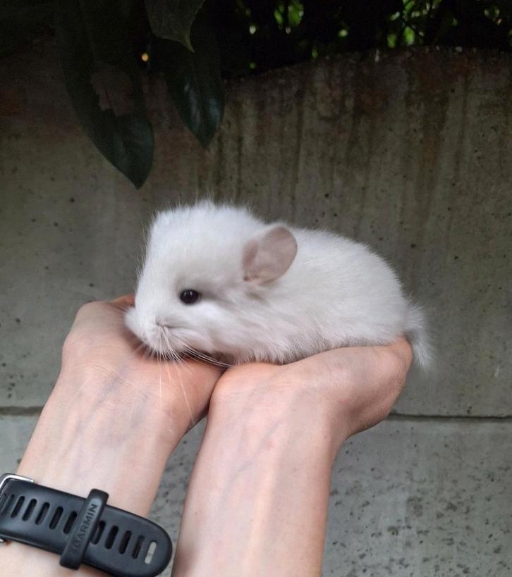 Jonge chinchilla's, kleurtjes, heel tam., Dieren en Toebehoren, Knaagdieren, Chinchilla, September, Tam