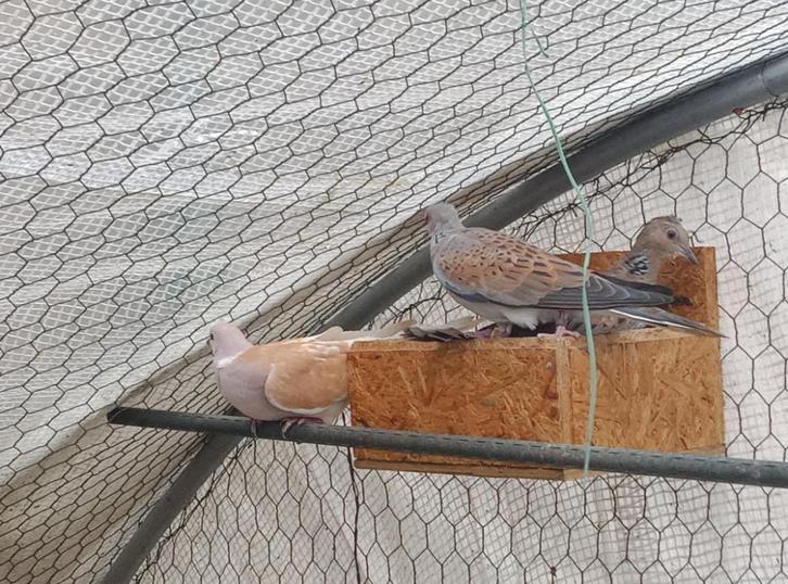 Touturelle du bois, Animaux & Accessoires, Volatiles, Femelle