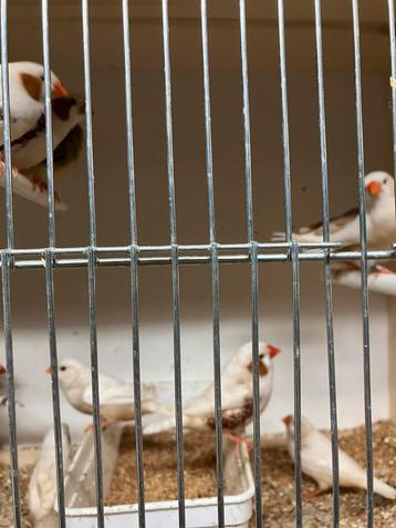 KWEEKRIJPE ZEBRAVINKEN - DIAMANTDUIFJES NU 15 EURO/KOPPEL beschikbaar voor biedingen