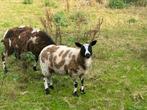 Baggerbonte ooi, Dieren en Toebehoren, Schapen, Geiten en Varkens