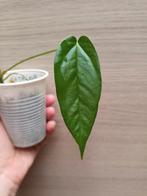 Anthurium bullatus x, Ophalen of Verzenden