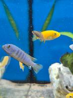 Cichlidès du Malawi