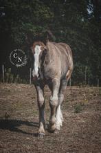 Prachtig,stoer en breed Tinker x trekpaard veulen., Dieren en Toebehoren, Paarden, Gechipt, Minder dan 160 cm, Niet van toepassing