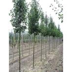 Sierpeer boom (Pyrus Calleryana 'Chanticleer' bomen), Ophalen