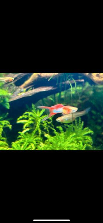 Verschillende zuivere guppy’s beschikbaar voor biedingen