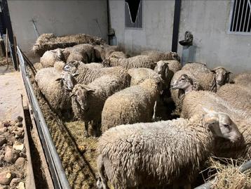 Rammen voor offerfeest