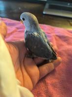 Jonge handtamme dwergpapegaai agapornis roseicollis lovebird, Dieren en Toebehoren, Tam